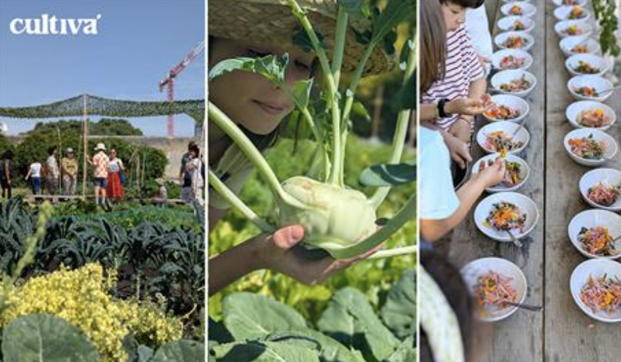 Horta comunitária escolar em Lisboa